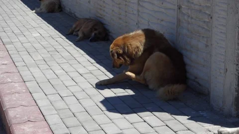 Stray dog lying on the sidewalk scratching itself, itchy stray dog with lice, Vídeo Stock 196952285