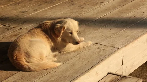Stray dog lying on the wooden surface Stock Footage 58495226