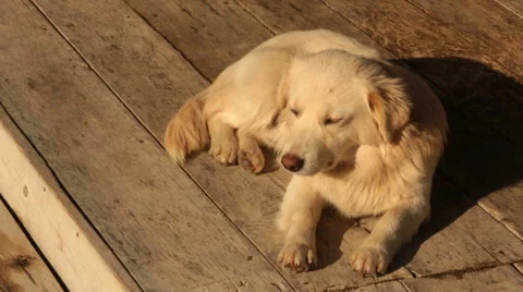 Stray dog lying on the wooden surface Video stock 58495589