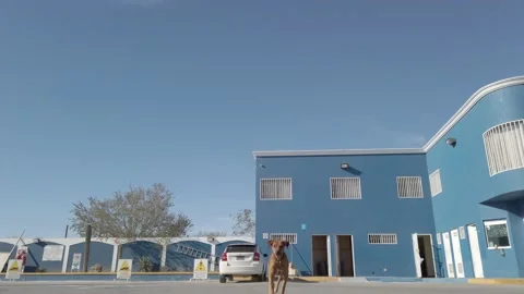 Stray Dog in Mexico.mp4 Vídeos de archivo 166663698