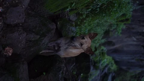 Stray dog in mountains Stock Footage 248295970