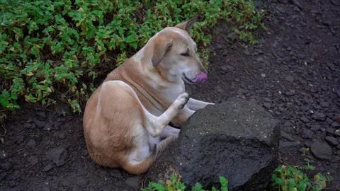 Stray dog in a mountains Stock Footage 248296062