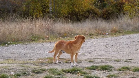 Stray dog in nature Stock Footage 82440943