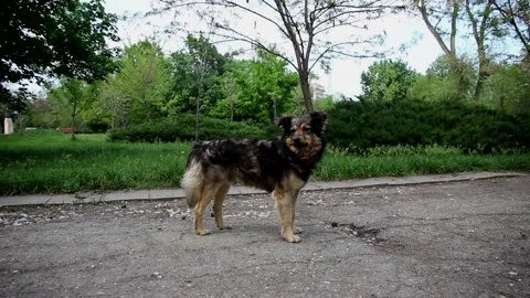 Stray dog in the park 動画素材 107444694