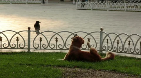 Stray dog in the park sleeps,itches with crows and sparrows around Stock Footage 51664094