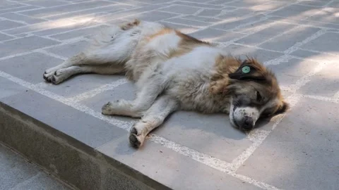 A stray dog peacefully lies on the cool stone pavement under sunlight. Vidéo 287247306