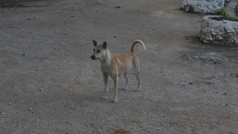 Stray dog in the Philippines Stockbeeldmateriaal 127258998