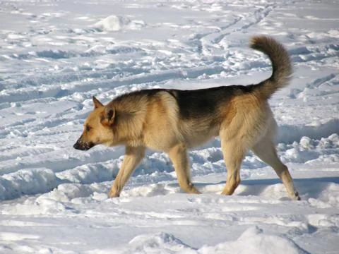 Stray dog Stock Photos