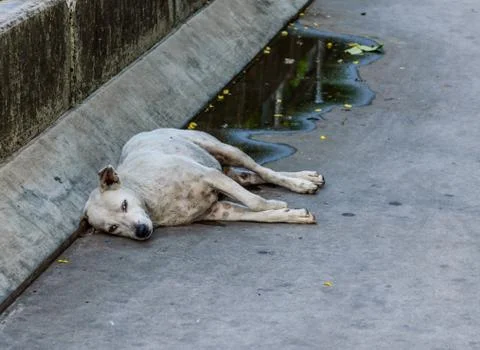 Stray dog Stock Photos
