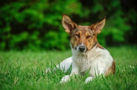 Stray dog Stock Photos