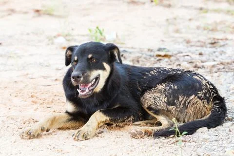 Stray dog Stock Photos