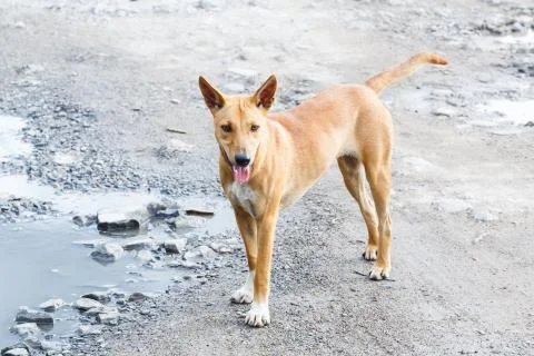 Stray dog Stock Photos