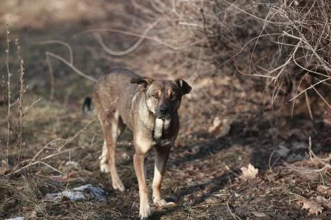 Stray dog Stock Photos