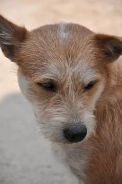 Stray dog Stock Photos