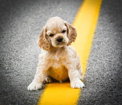 Stray dog Stock Photos
