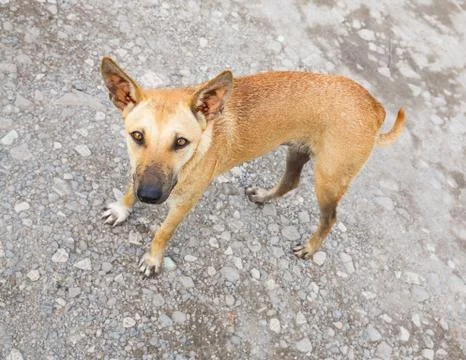 Stray dog Stock Photos