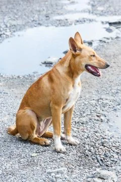 Stray dog Stock Photos