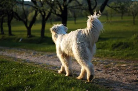 Stray dog Stock Photos
