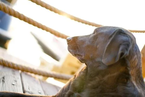 Stray dog Stock Photos