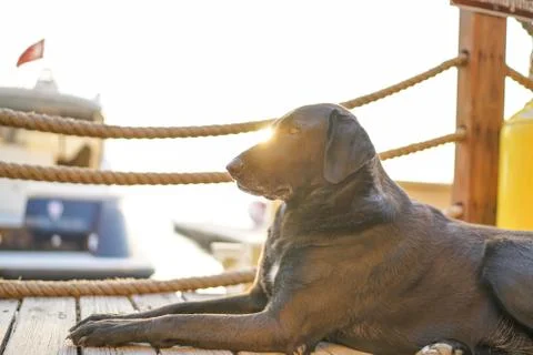 Stray dog. Stock Photos