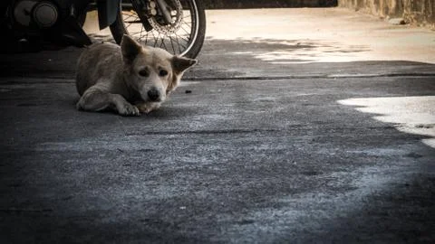 Stray dog. Stock Photos