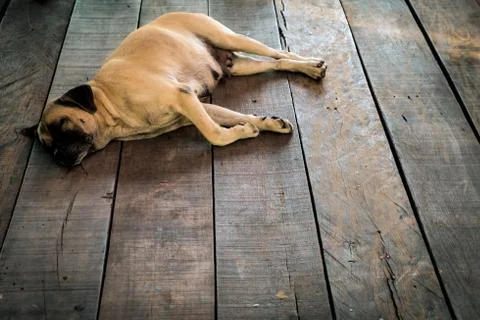 Stray dog. Stock Photos