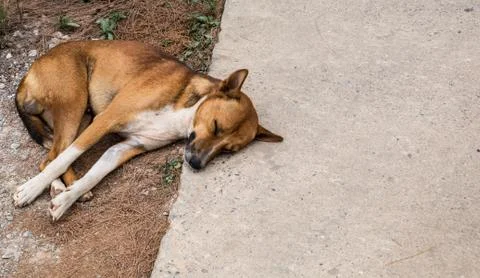 Stray dog. Stock Photos