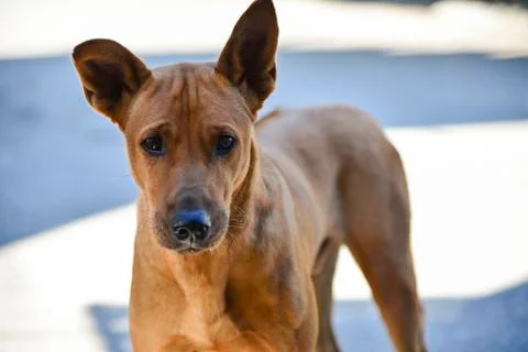 The stray dog Stock Photos