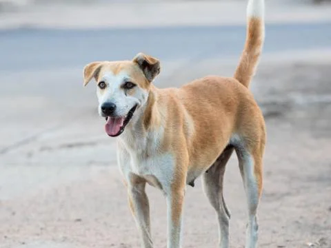 Stray dog Foto stock