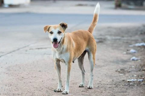 Stray dog Foto stock