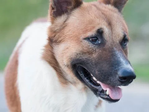 Stray dog Foto stock