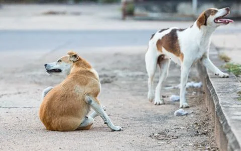 Stray dog Foto stock