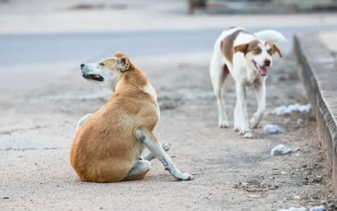 Stray dog Foto stock