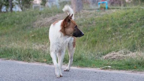 Stray dog Foto stock