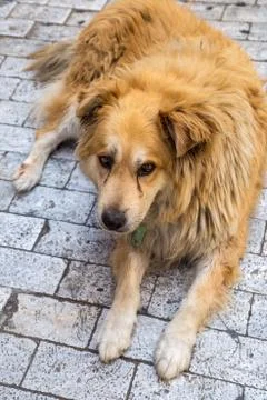 Stray dog Stock Photos