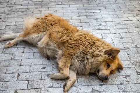 Stray dog Stock Photos