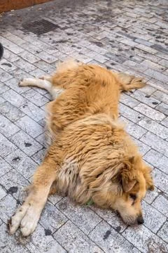 Stray dog Stock Photos