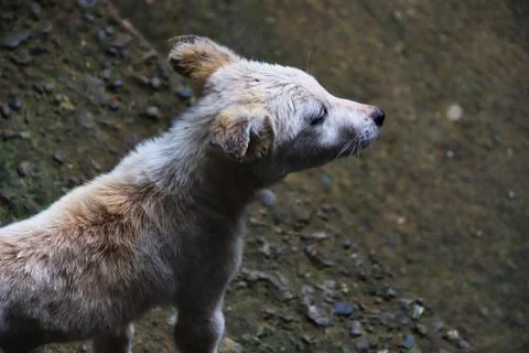 Stray dog Stock Photos