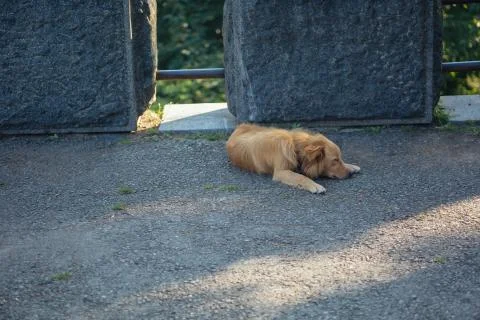 Stray dog Stock Photos