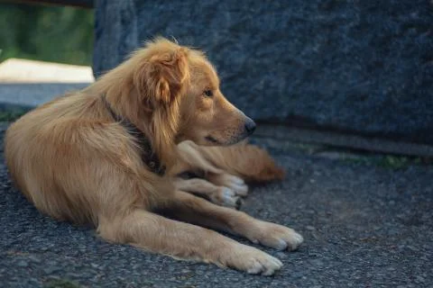 Stray dog Stock Photos