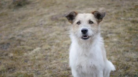 Stray dog Stock Photos