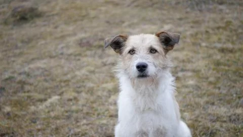 Stray dog Stock Photos