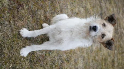 Stray dog Stock Photos