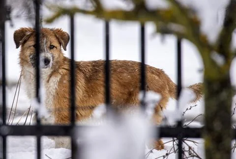 Stray dog Stock Photos