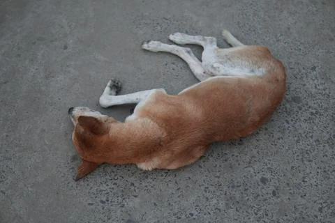 Stray dog Stock Photos