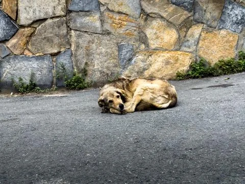 Stray dog Stock Photos