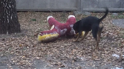 A stray dog plays in the yard with a big soft toy Video stock 82731920
