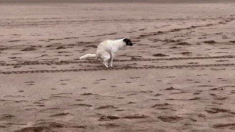Stray dog pooping in the beach Stock Footage