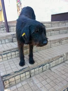 Stray dog prostrate Foto stock