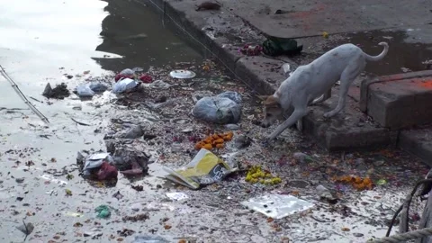 Stray Dog Pulling Trash From The Ganges River In Varanasi, India Stock Footage 159174301